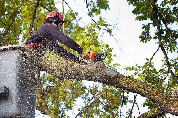 Mulching Services in Shady Point, OK