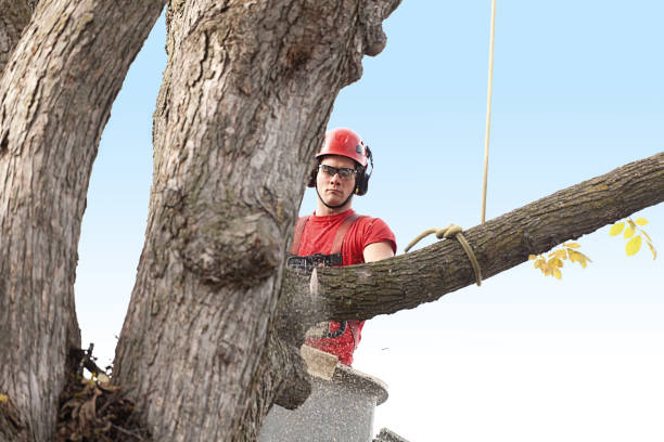 Reliable Shady Point, OK Tree Services Solutions